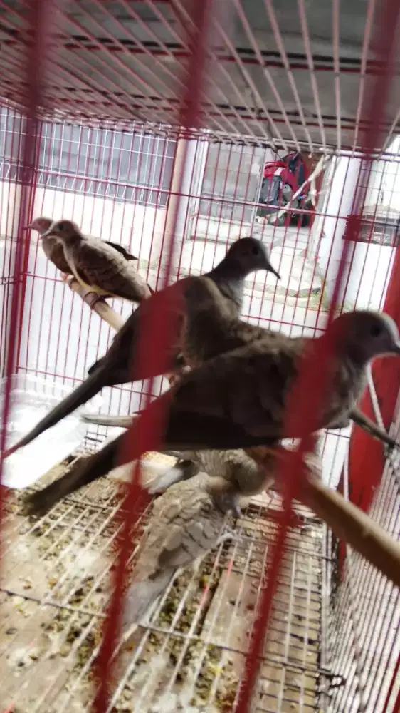 Burung perkutut lokal