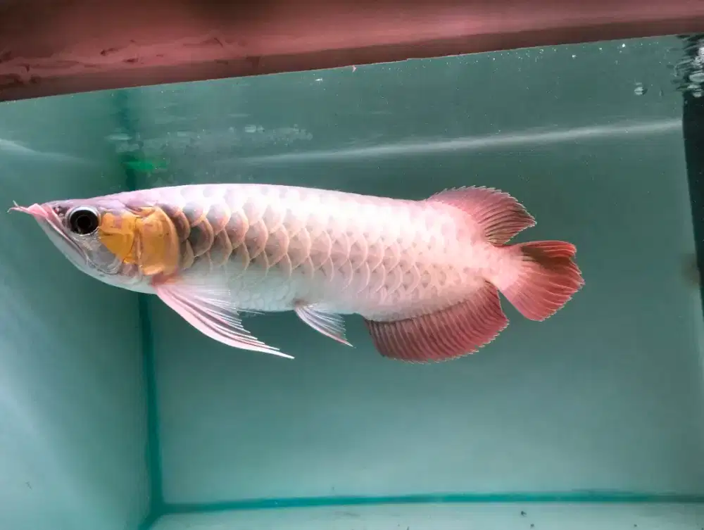 Ikan arwana super red
