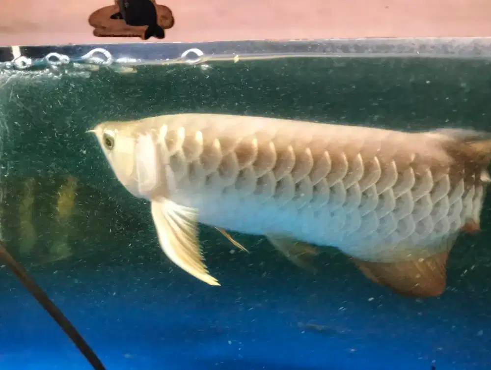 Ikan hias arwana golden red