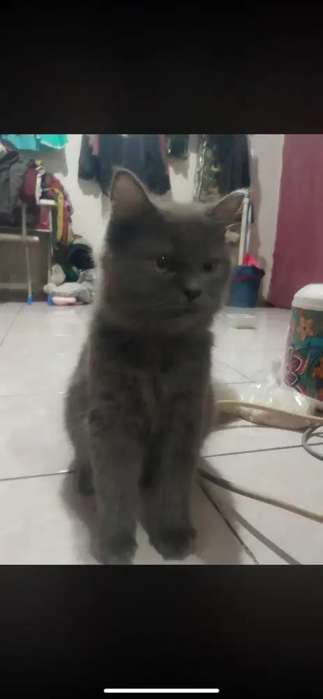 Kucing persmed jantan