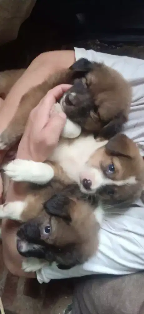 Anak anjing lucu pintar