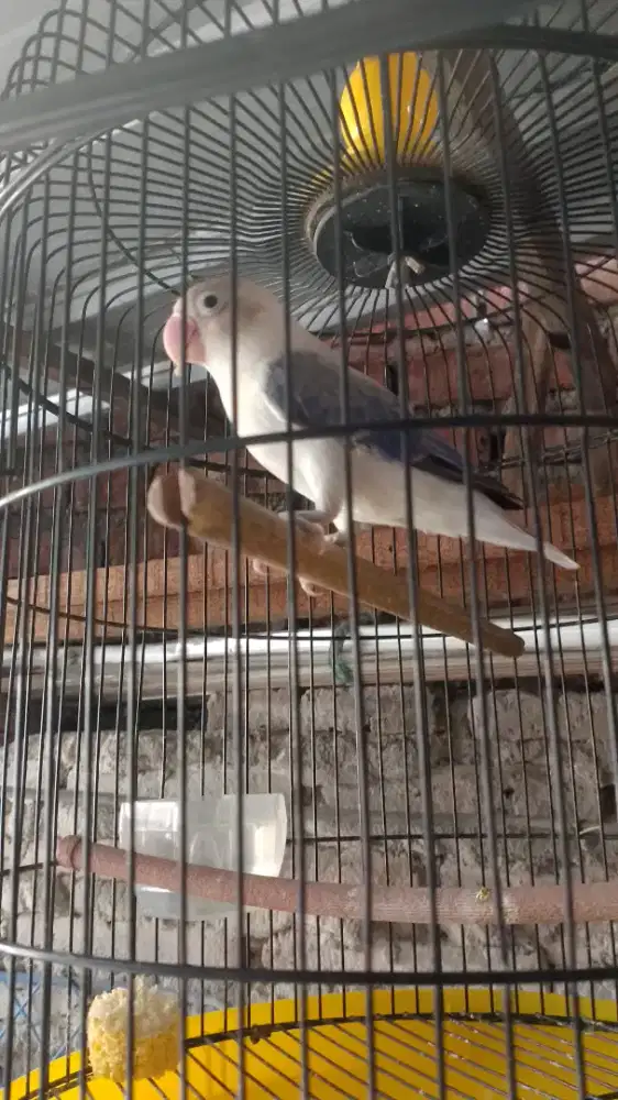 Burung biola vio fighter betina burung aja