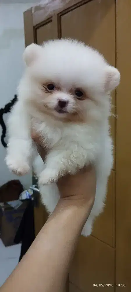 Minipom putih betina