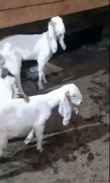 4 ekor cempe anakan bibit kambing etawa 1 jantan 3 betina 4 bln murmer