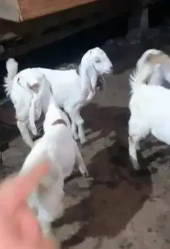 4 ekor cempe anakan bibit kambing etawa 1 jantan 3 betina 4 bln murmer