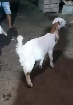 4 ekor anakan bibit kambing etawa 4 bln 1 jantan 3 betina ekonomisan