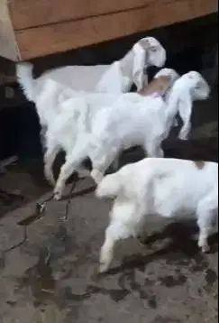 4 ekor anakan bibit kambing etawa 4 bln 1 jantan 3 betina ekonomisan
