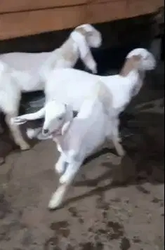paketan 4 ekor anakan bibit kambing etawa 1 jantan 3 betina 4 bulanan