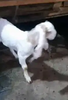 paketan 4 ekor anakan bibit kambing etawa 1 jantan 3 betina 4 bulanan