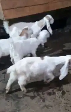 4 ekor anakan bibit kambing etawa 4 bulanan 1 jantan 3 betina rawatan