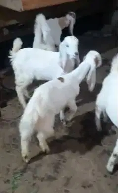 4 ekor anakan bibit kambing etawa 4 bulanan 1 jantan 3 betina rawatan