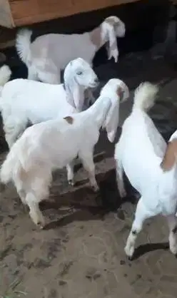 4 ekor anakan cempe kambing etawa 4 bulanan 1 jantan 3 betina ekonomis