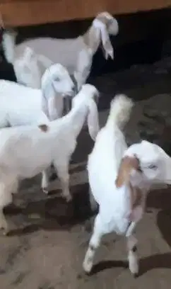 4 ekor cempe anakan kambing etawa 4 bulanan 1 jantan 3 betina ekonomis