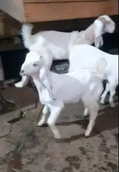 4 ekor cempe anakan kambing etawa 4 bulanan 1 jantan 3 betina ekonomis