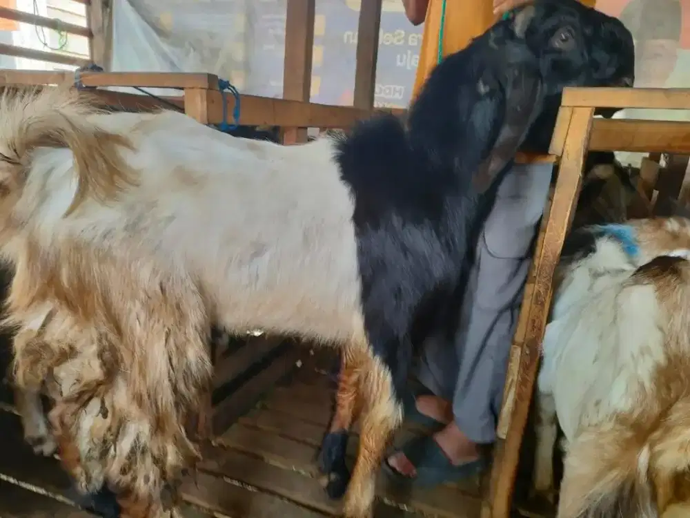 Kambing Domba siap qurban