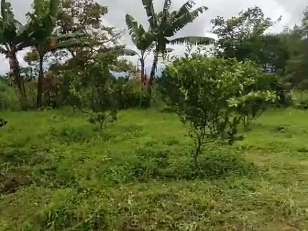 Kebun Jeruk Perbatasan Jabung Tumpang Malang