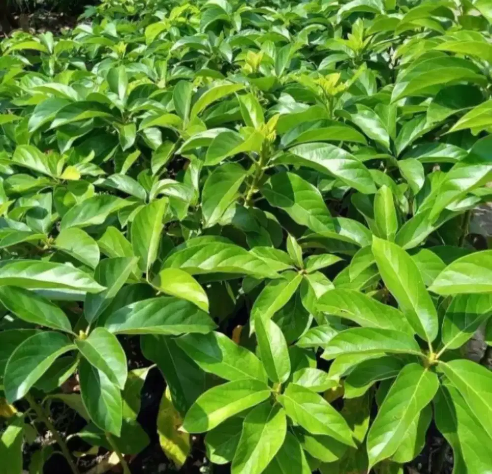 Bibit Buah Alpukat mentega siap tanam rasa manis pulen