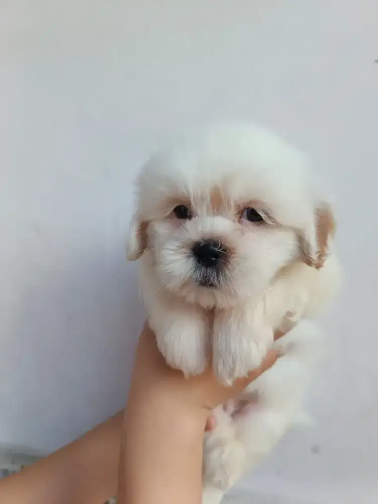 pure puppy shitzu