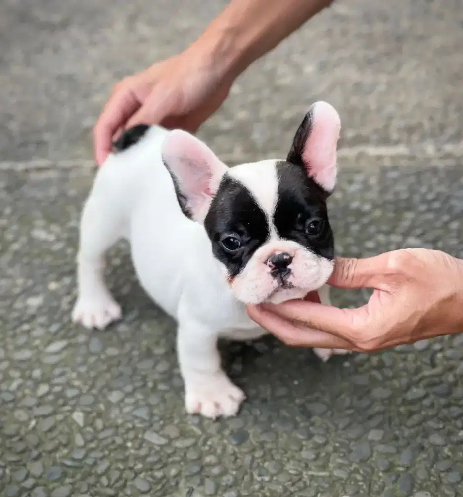 Di jual French Bulldog puppies