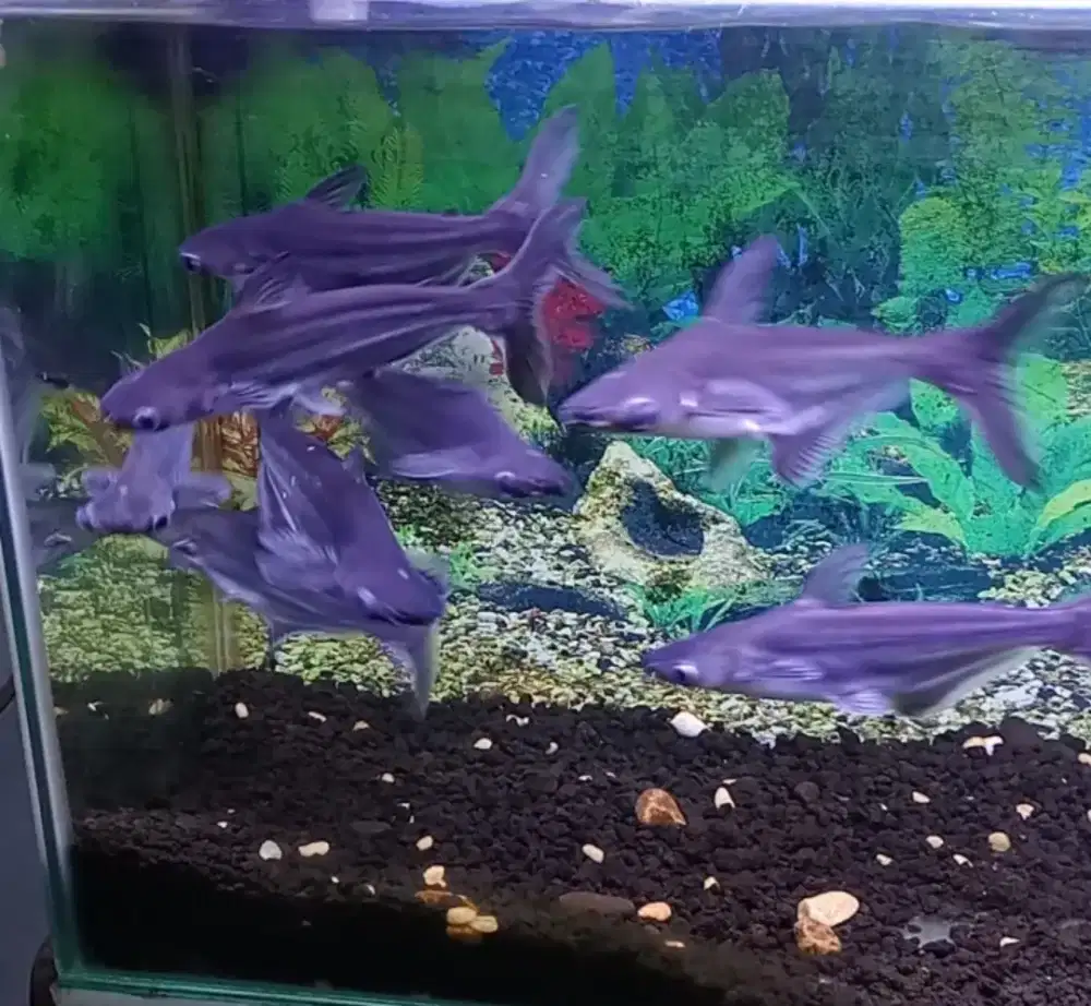 Ikan patin hias 10 ekor UK 15 / 20