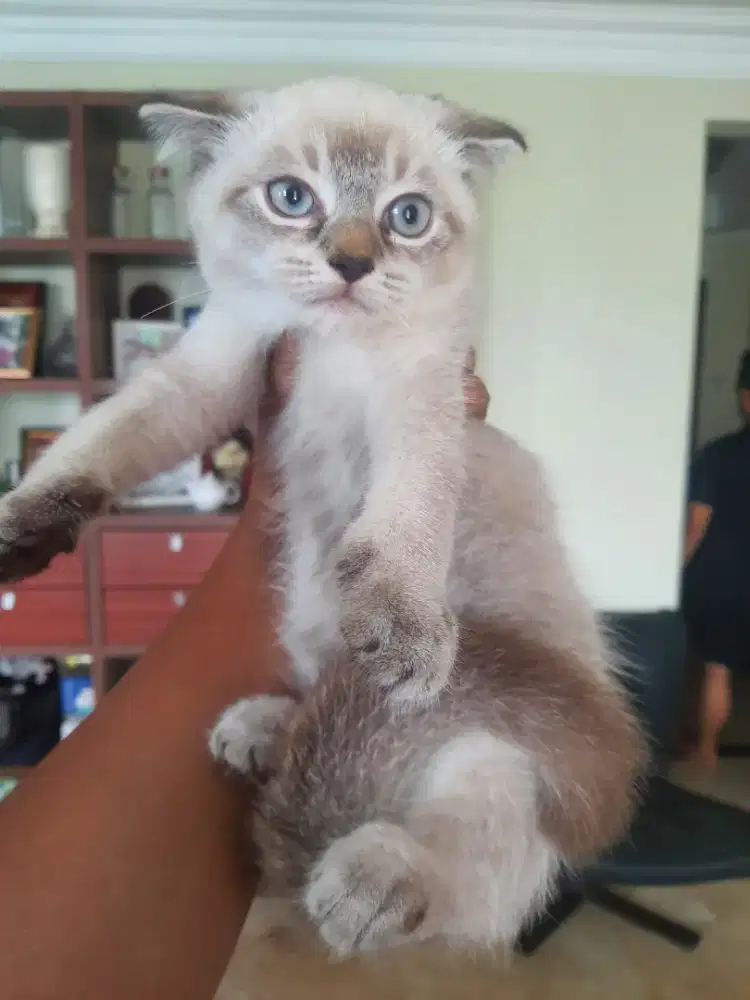 Ready adopt. SCOTTISH FOLD X RAGDOLL *langka*