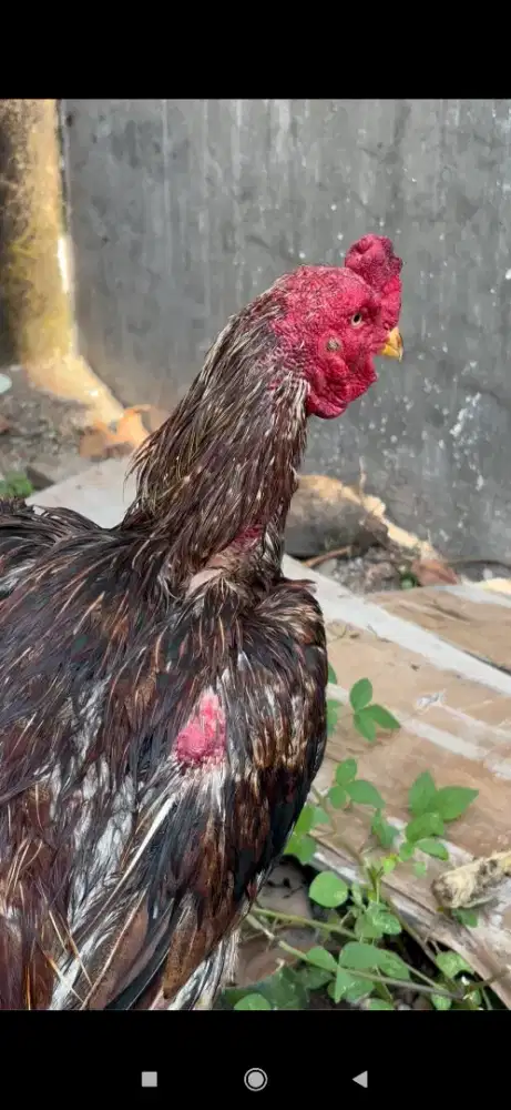 Ayam Bangkok crossingan win 2x