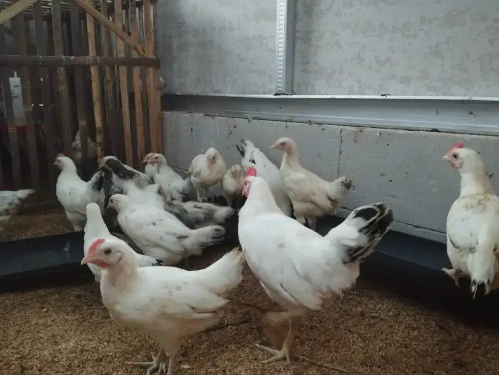 Ayam Elba KVG Farm Bogor