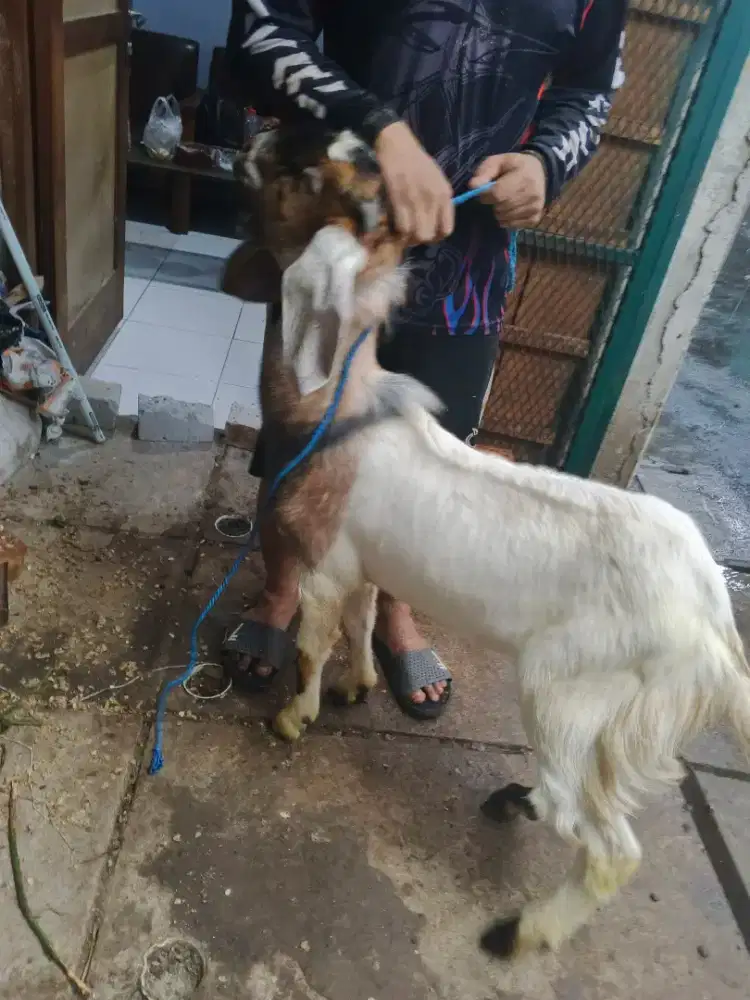 Kambing Kurban Gemuk Sehat Tangsel Gratis Ongkir