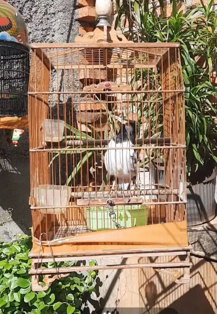 Burung jalak suren gacor