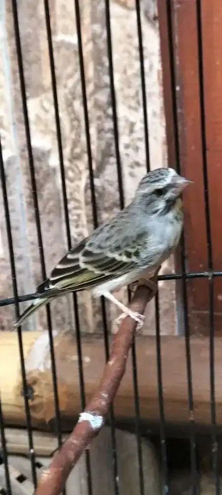 Burung blackmoz jantan