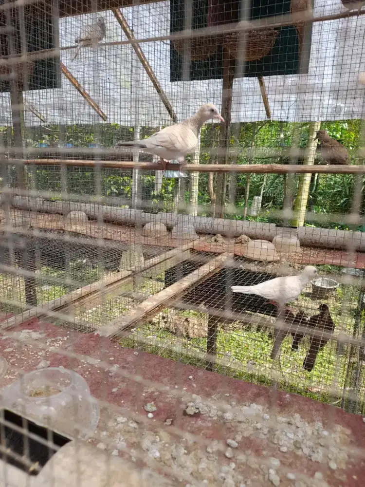 Perkutut silver dan pitih lurik sepasang