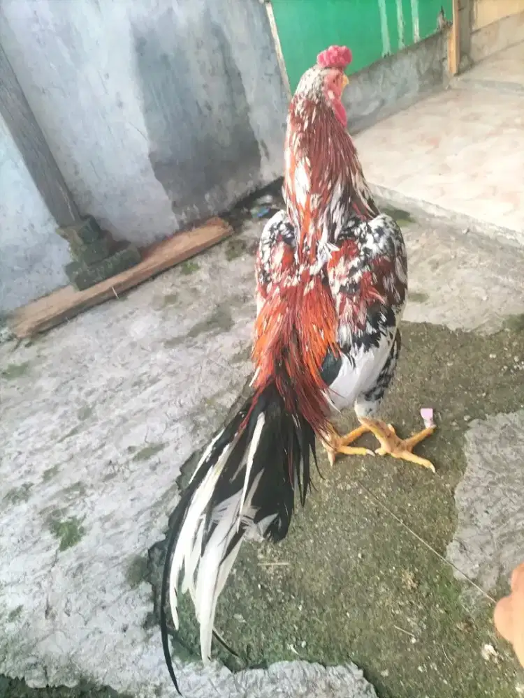Ayam bangkok f1 crambang madu kelas tulangan padet