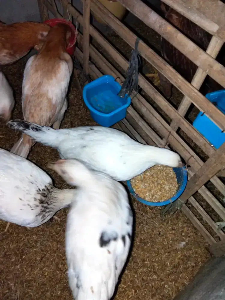 Ayam elba betina muda