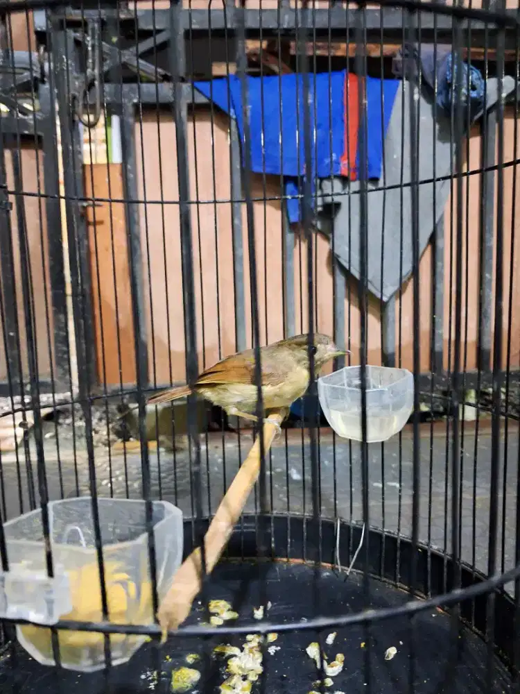 Burung flamboyan/Masteran