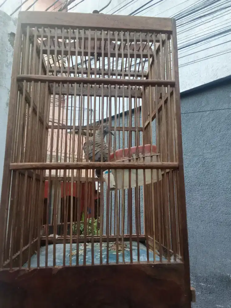 Burung Perkutut lokal