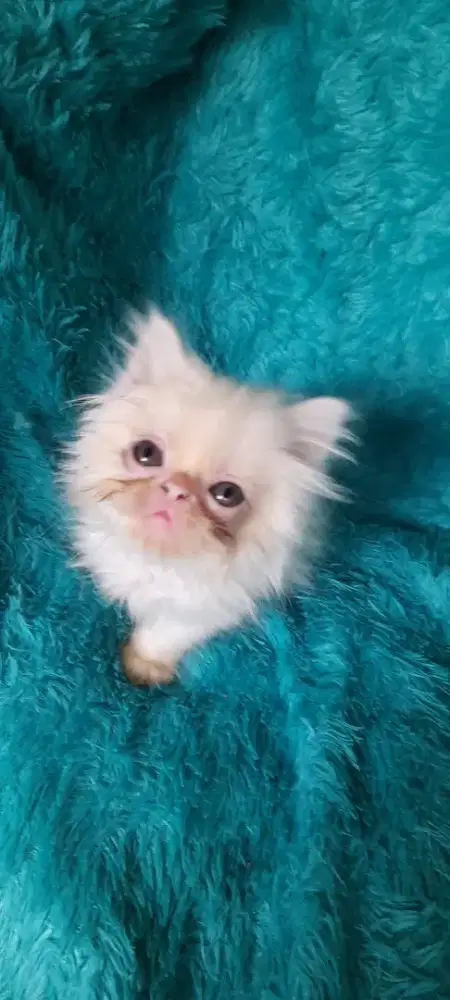Kitten / persia / anak kucing / med
