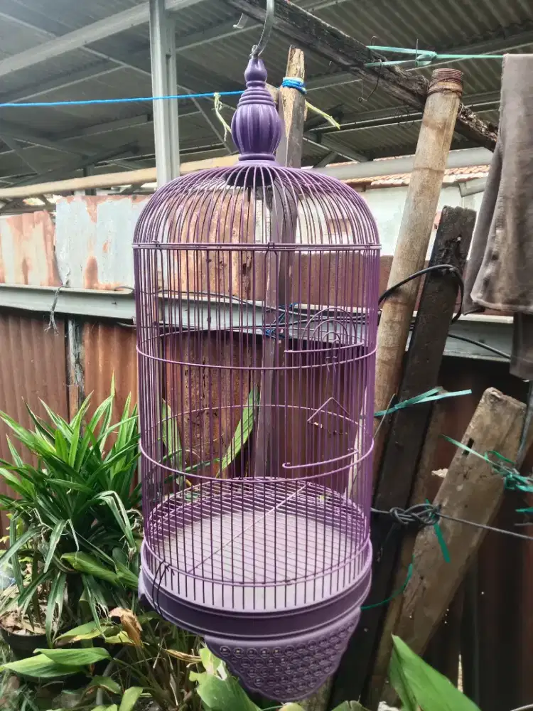 Kandang lovebird muluss