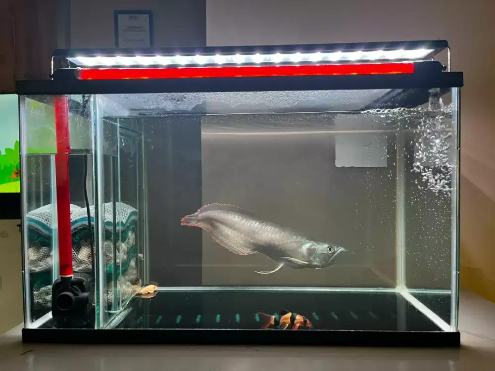 Ikan Arwana Silver Red dan Aquarium