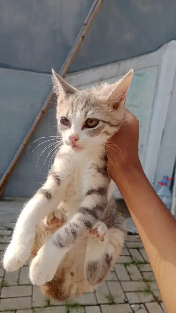 Anakan kucing betina ekor panjang