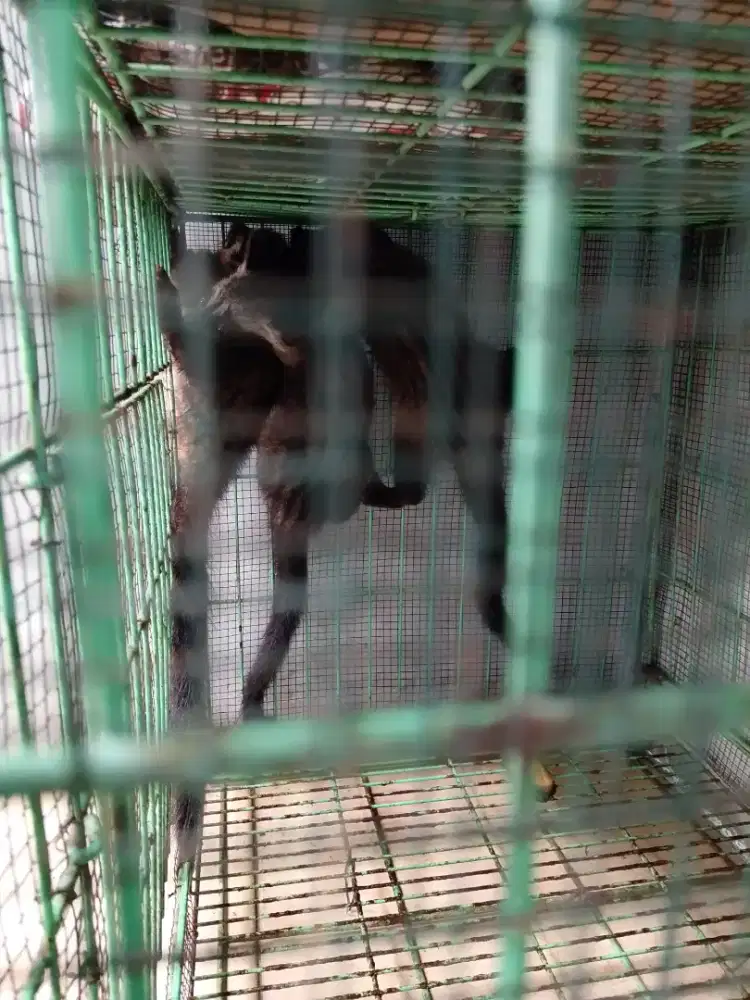 Jual anakan musang pandan