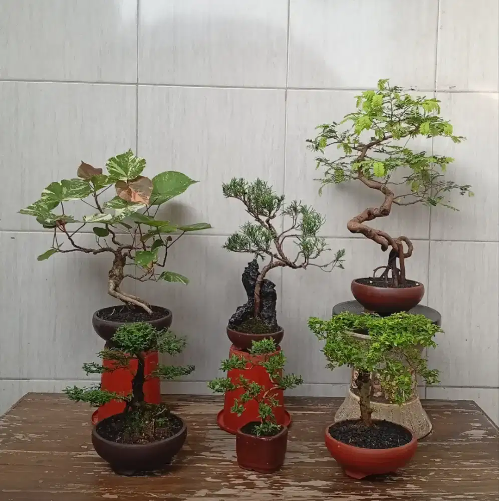 Bonsai murah semua 6 pohon