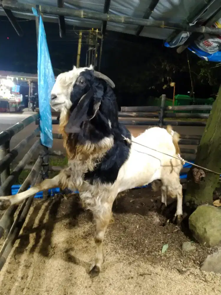 Aqiqah dan qurban berkwalitas