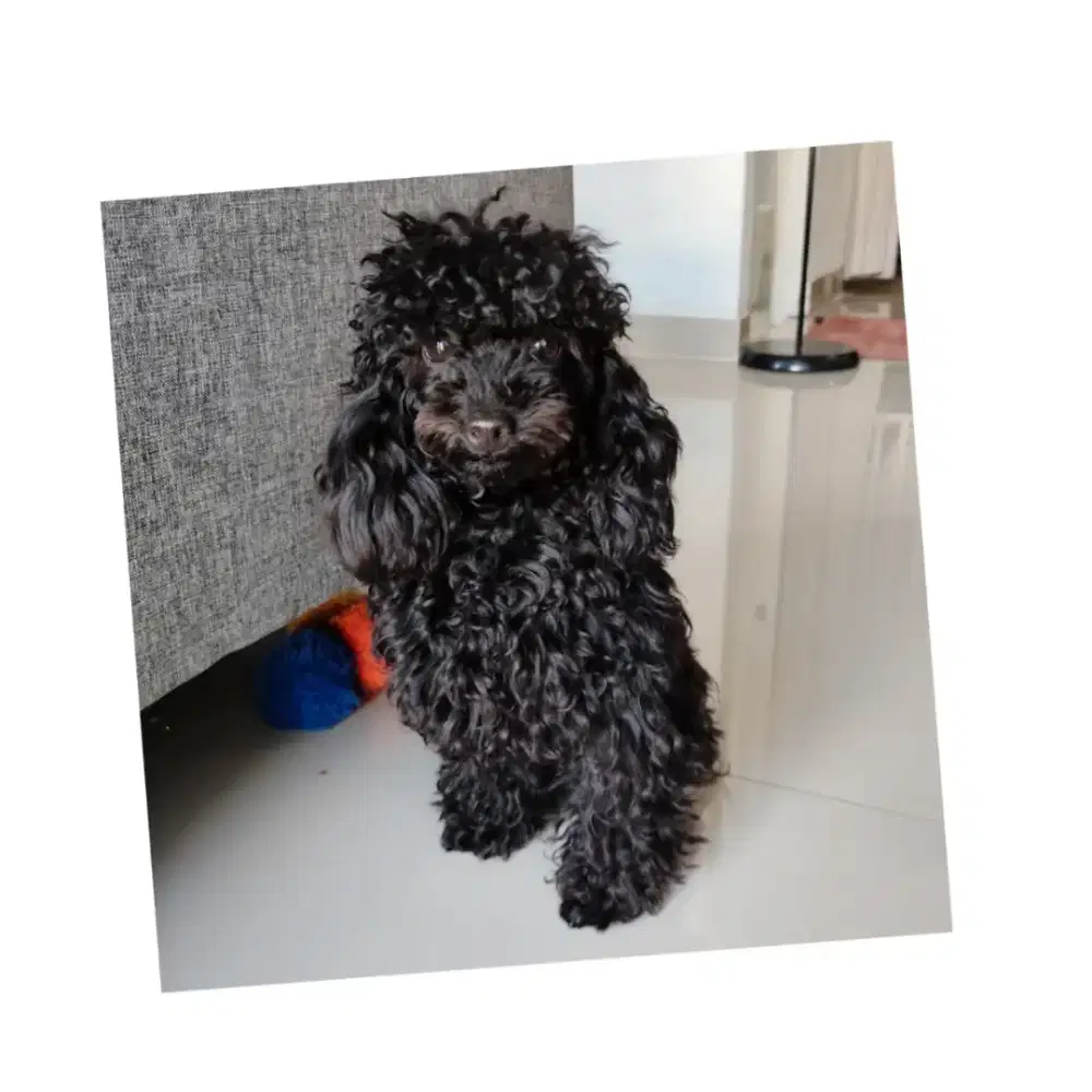 BETINA toy poodle super manja