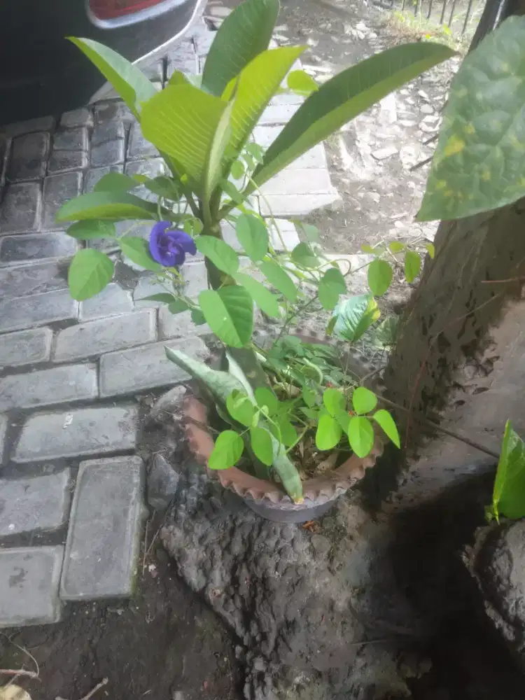 kombinasi Jepun Bali+Bunga  teleng