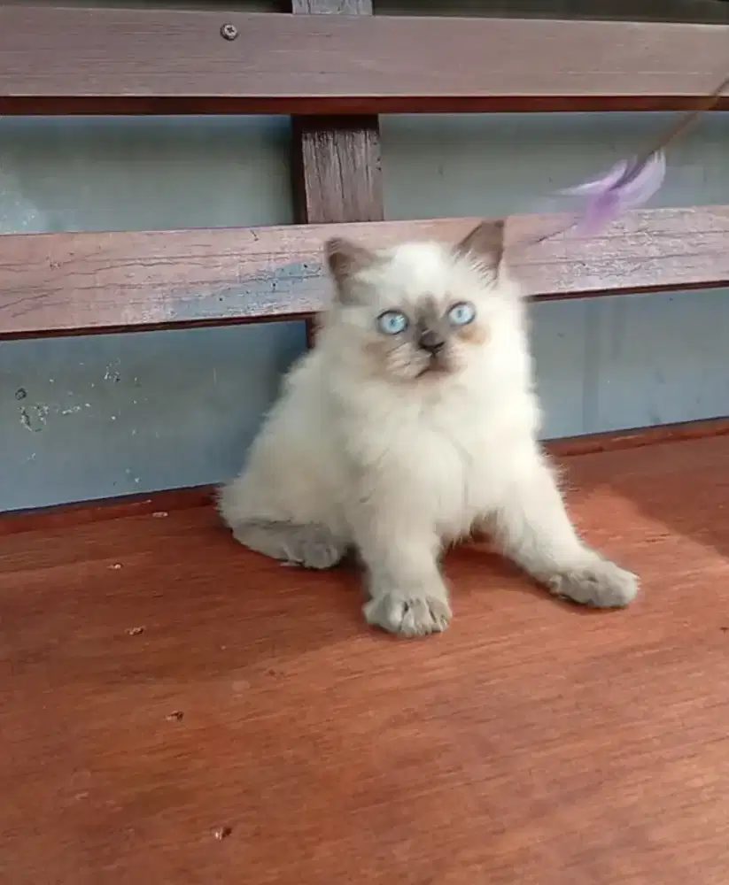 Kucing Himalaya