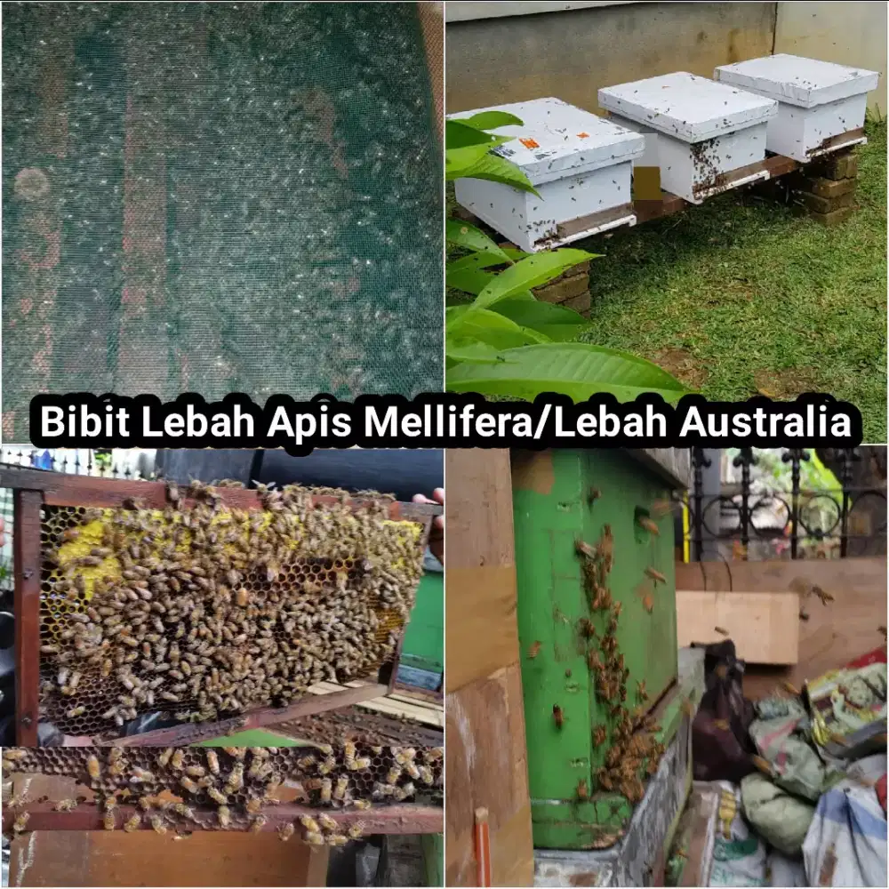 BIBIT LEBAH MADU APIS MELLIFERA