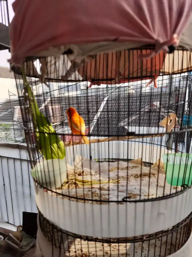 Burung Kenari Merlok
