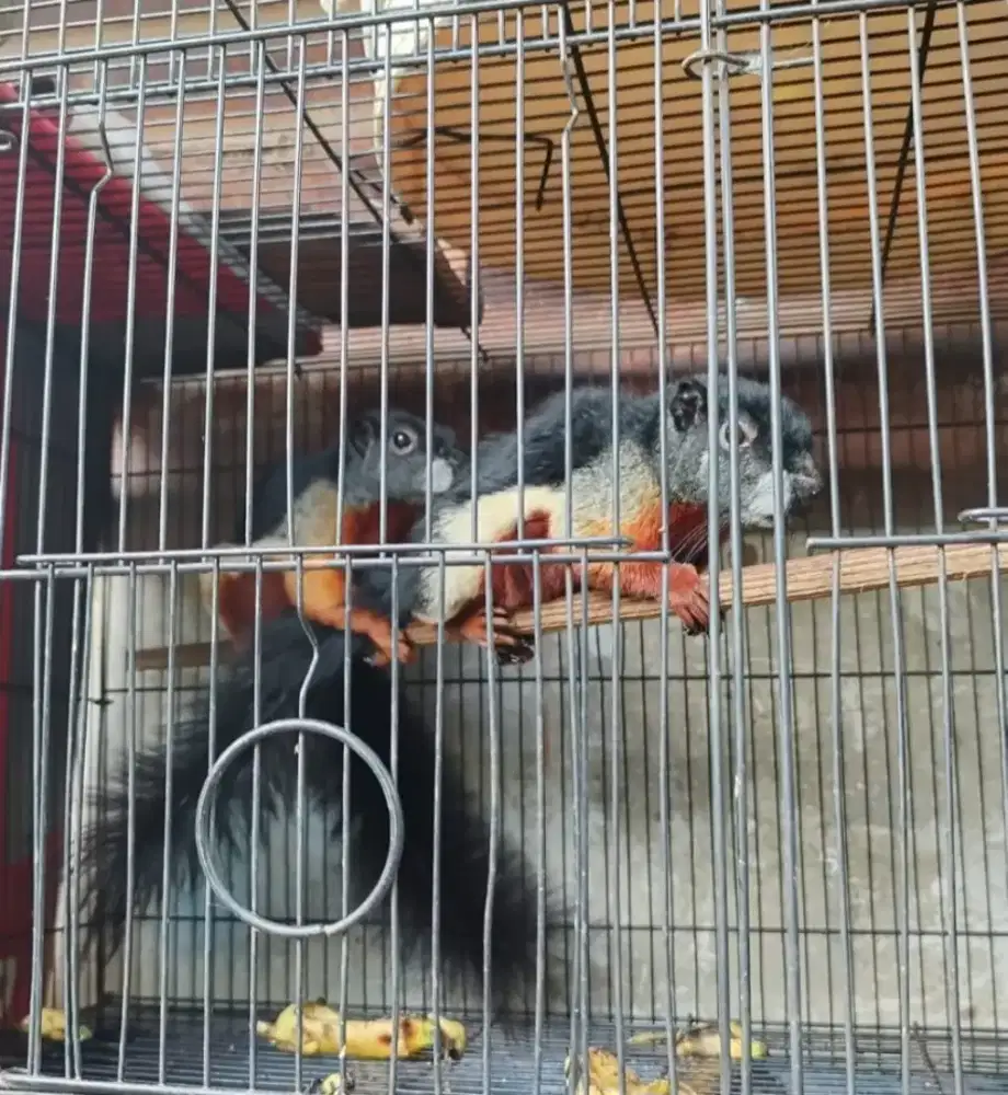 Tupai 3 warna prevosti sehat pasangan