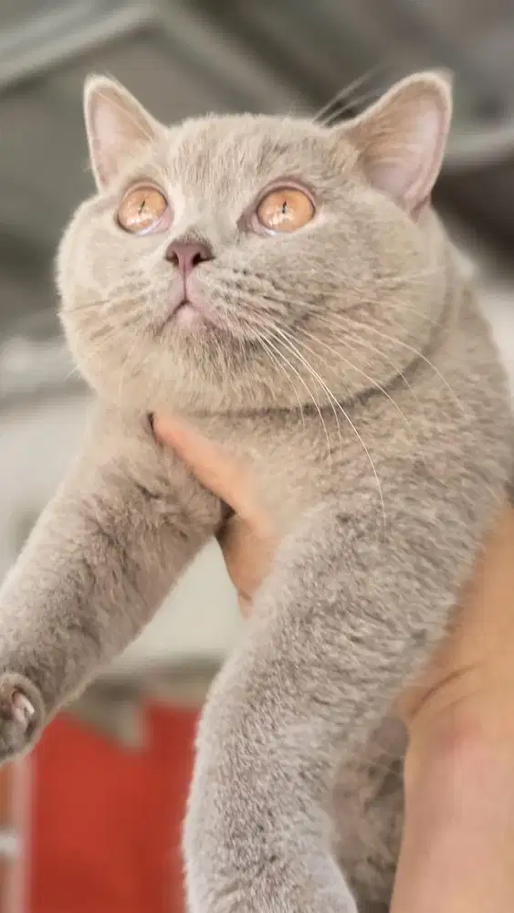 BSH Lilac Betina Line Ped Mantap