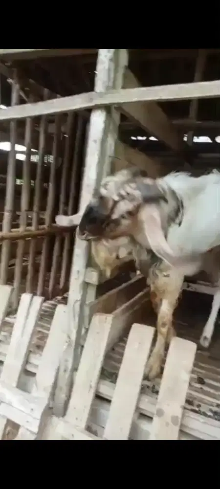 jual kambing kurban gagah